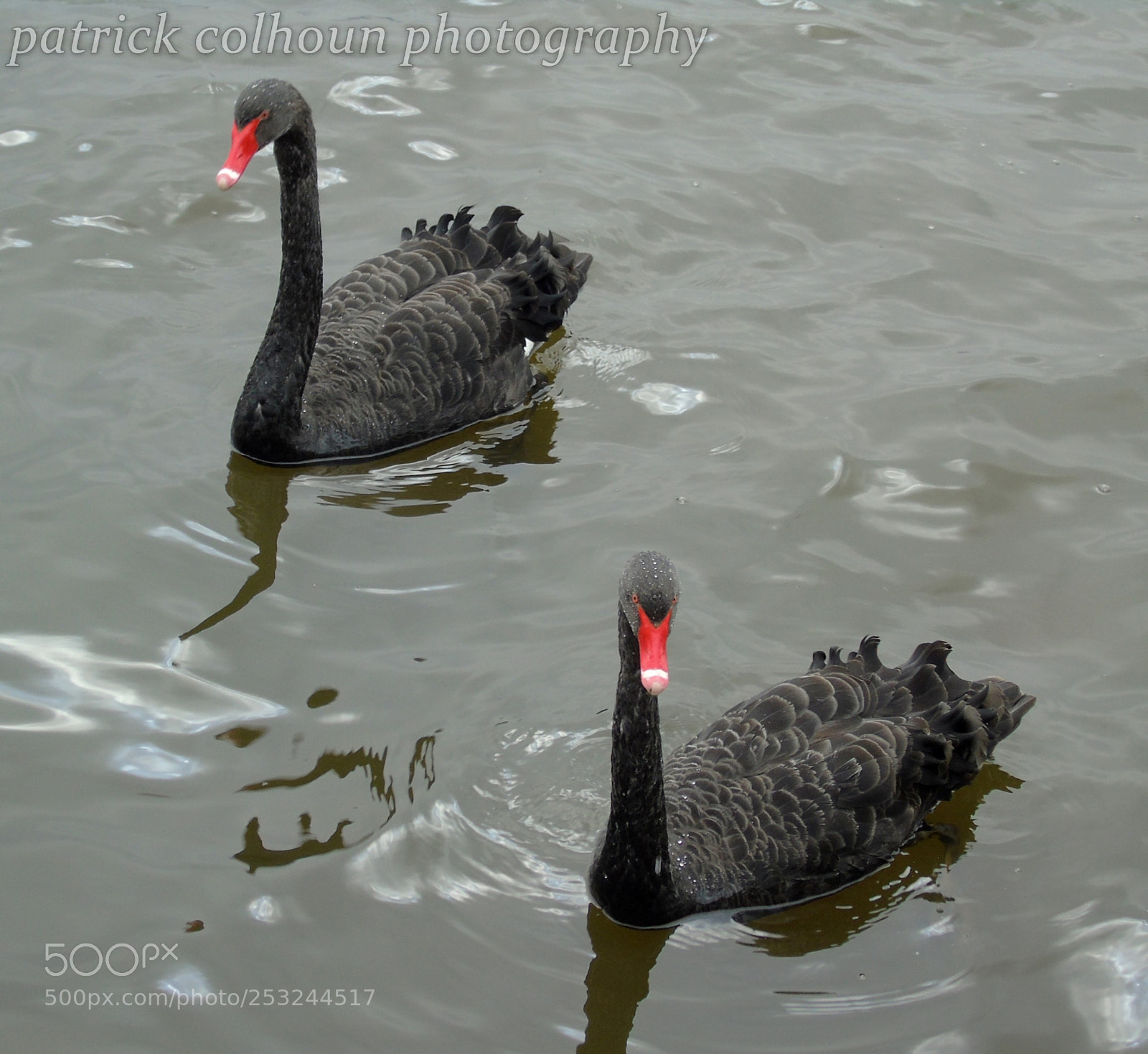 Sony Cyber-shot DSC-H400 sample photo. Black swans photography