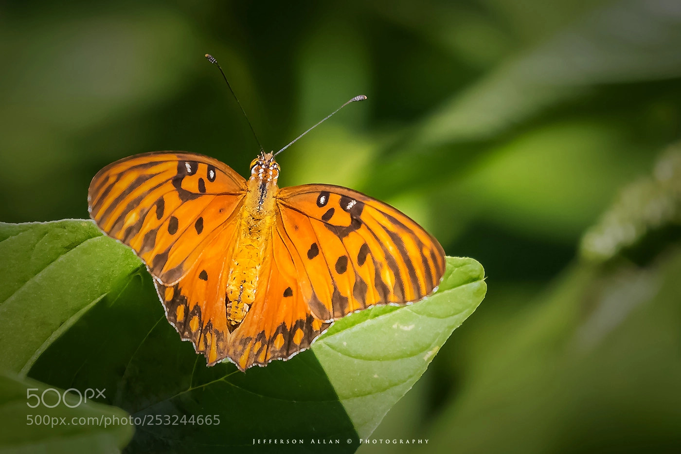 Canon EOS 5D Mark IV sample photo. Borboleta photography