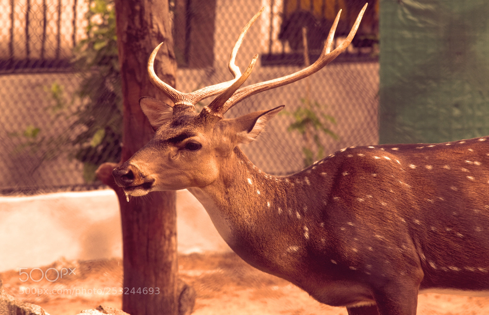 Nikon D5300 sample photo. Spotted deer photography