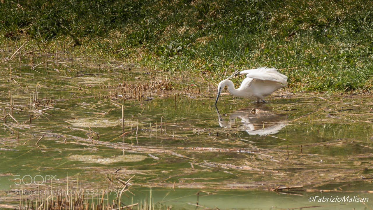 Canon EOS 70D sample photo. Heron fishing photography