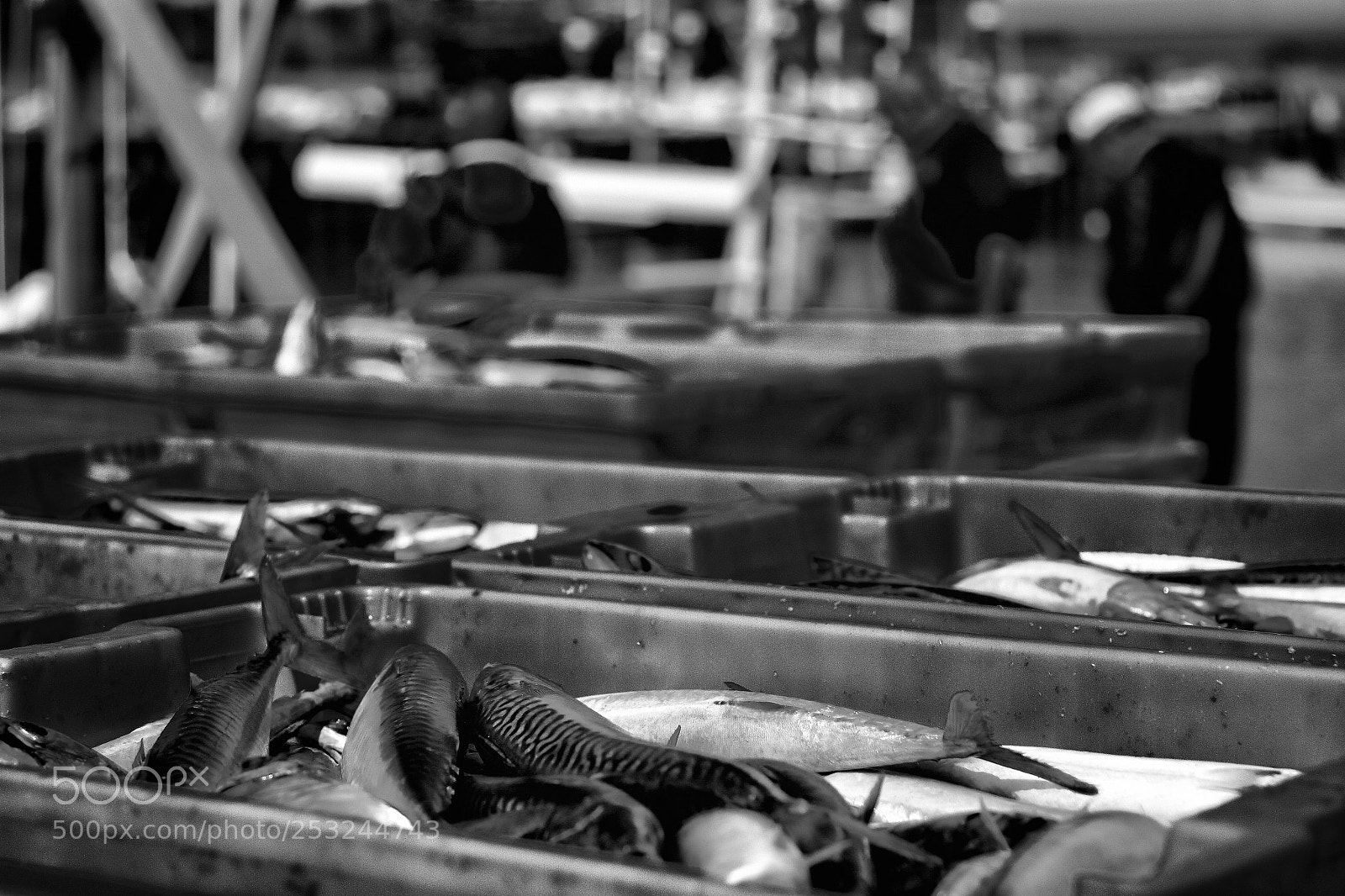 Canon EOS 7D sample photo. Good fishing day photography
