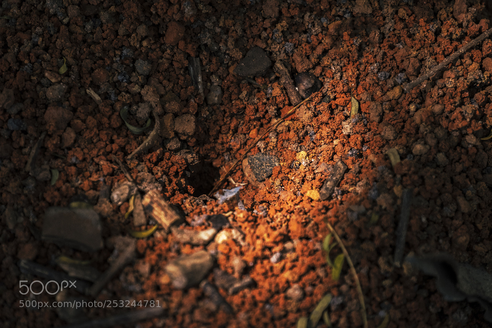 Fujifilm X-T2 sample photo. The animal's lair photography