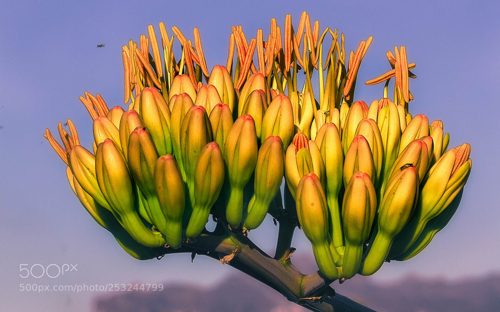 Canon EOS 7D sample photo. Century plant in bloom photography