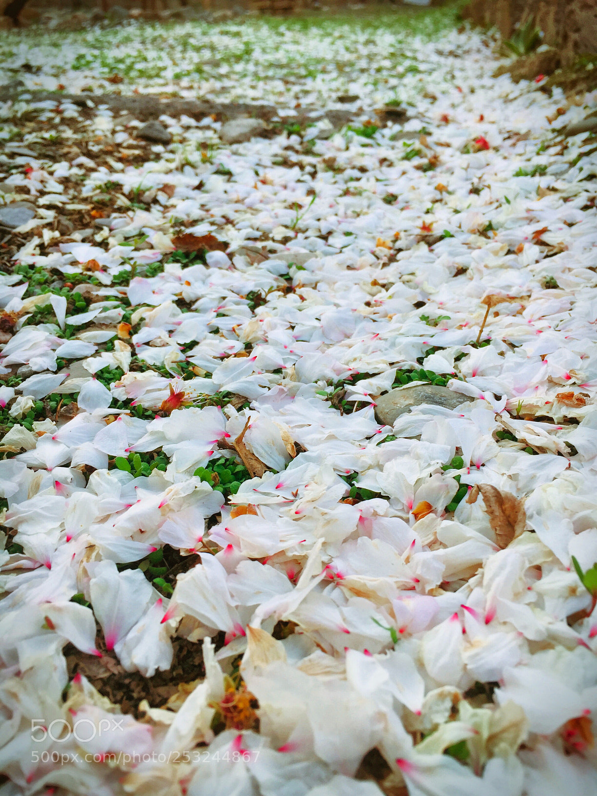 Apple iPhone 6 sample photo. Blooming carpet photography