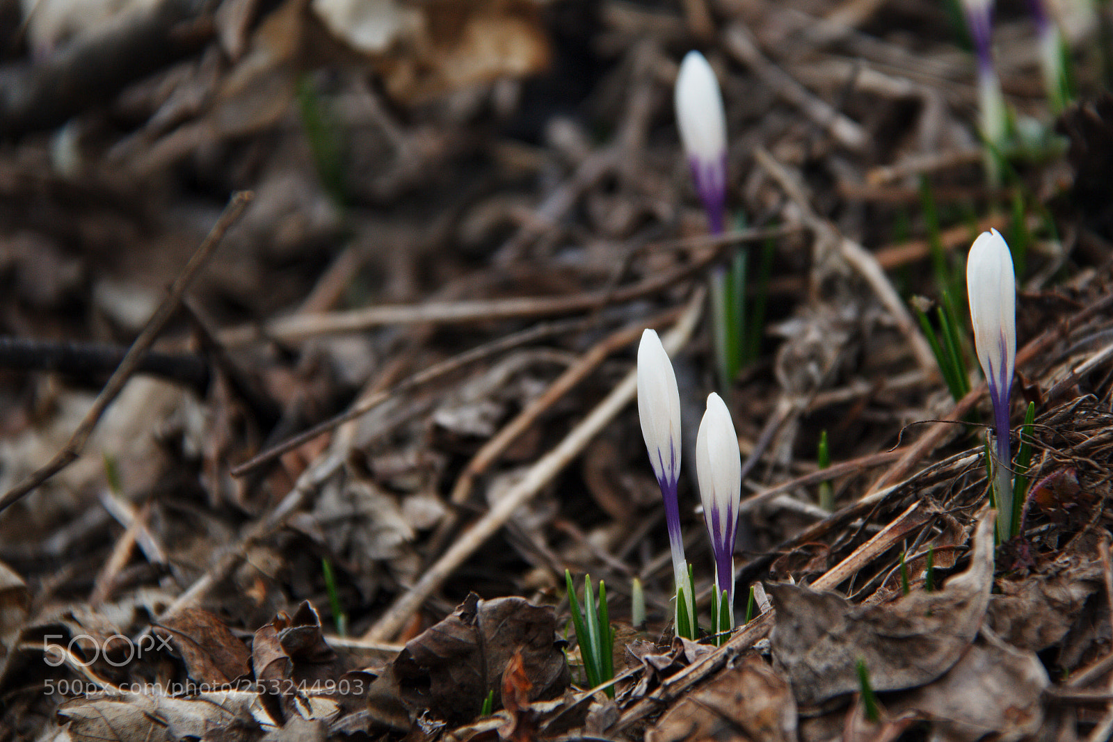 Canon EOS 1200D (EOS Rebel T5 / EOS Kiss X70 / EOS Hi) sample photo. Bye bye snow! photography