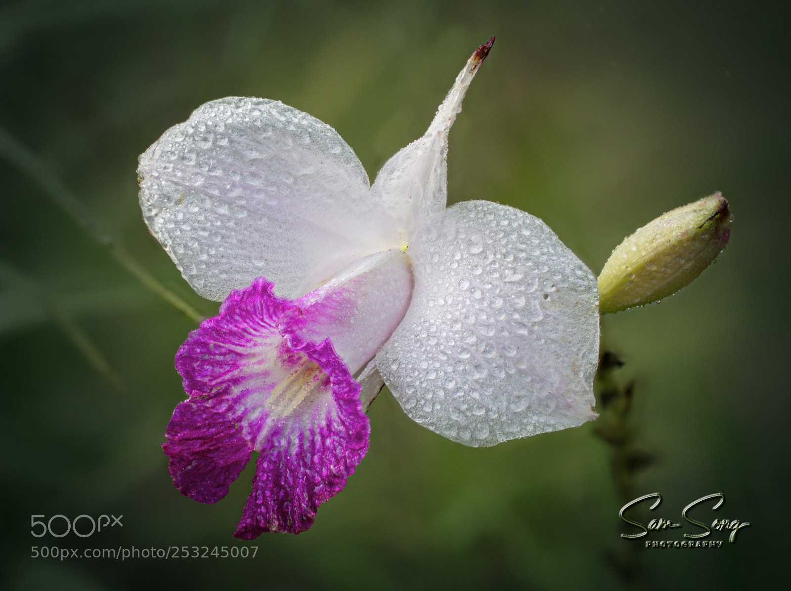 Olympus OM-D E-M10 III sample photo. Orchid photography