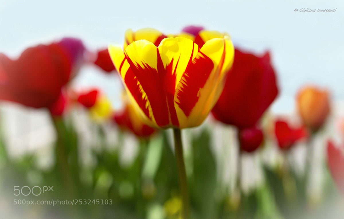 Nikon D7200 sample photo. Tulips photography