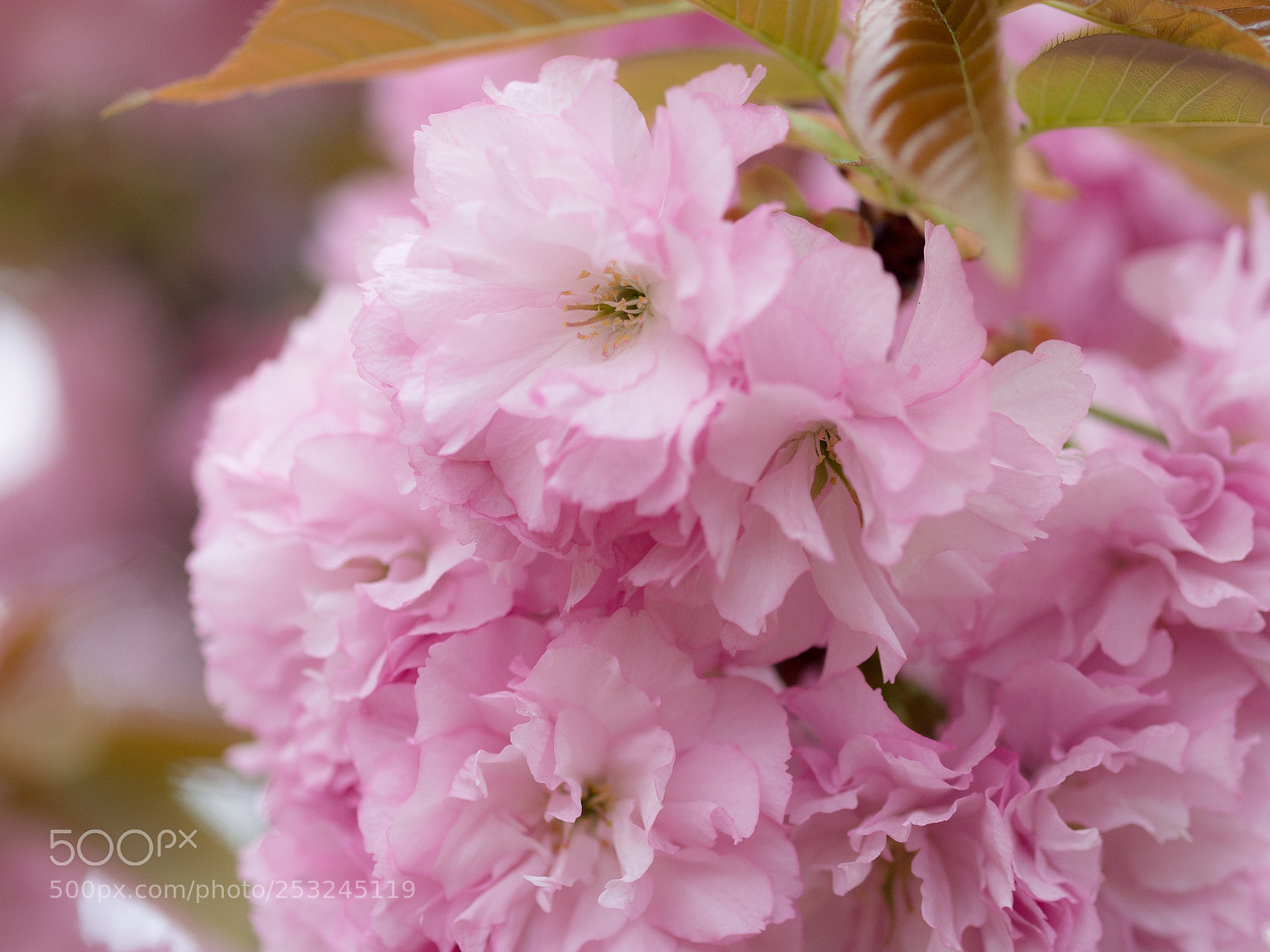Olympus OM-D E-M5 sample photo. Sakura photography