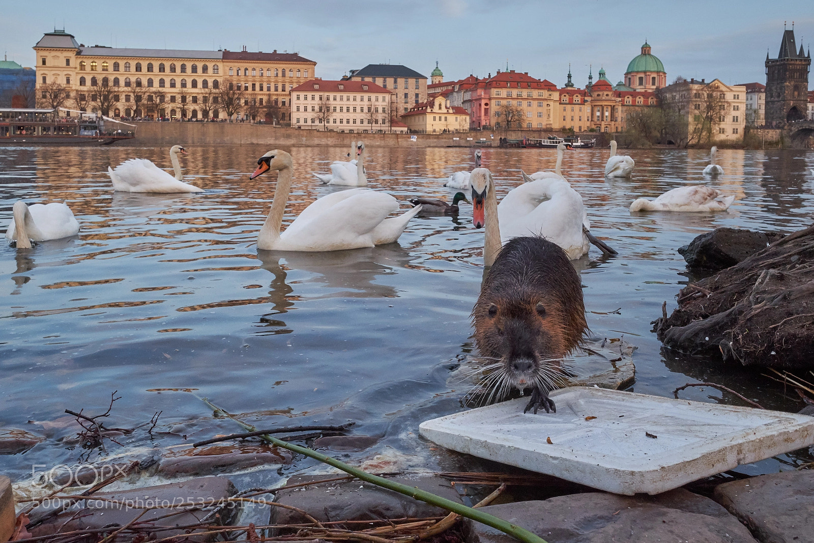 Fujifilm X-T20 sample photo. Swans beaver near the photography