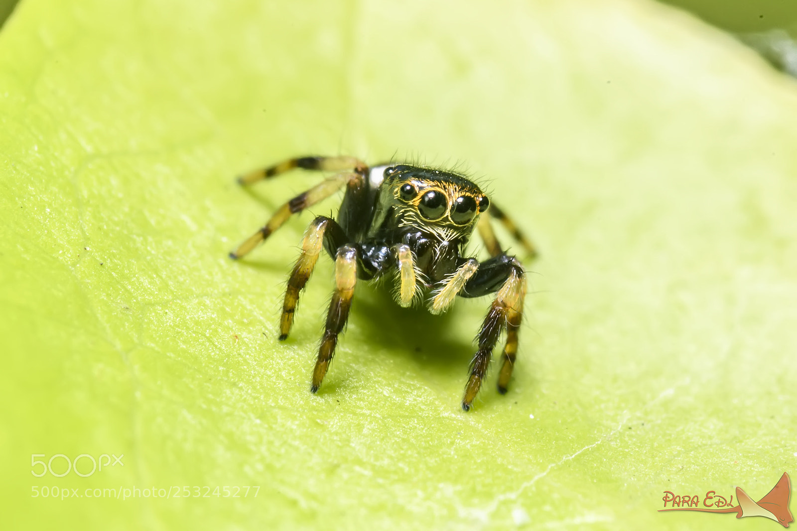 Nikon D5 sample photo. Jumping-spider photography