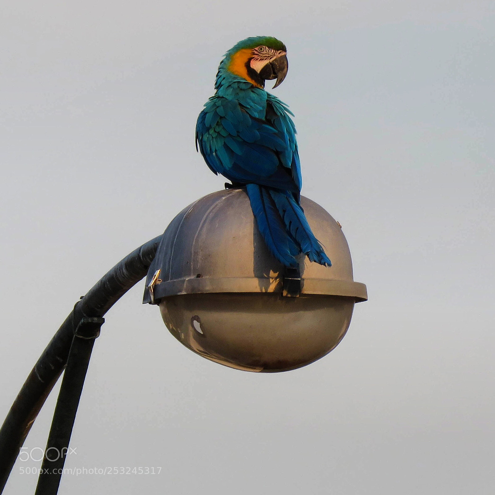 Canon PowerShot SX60 HS sample photo. Guacamayas photography