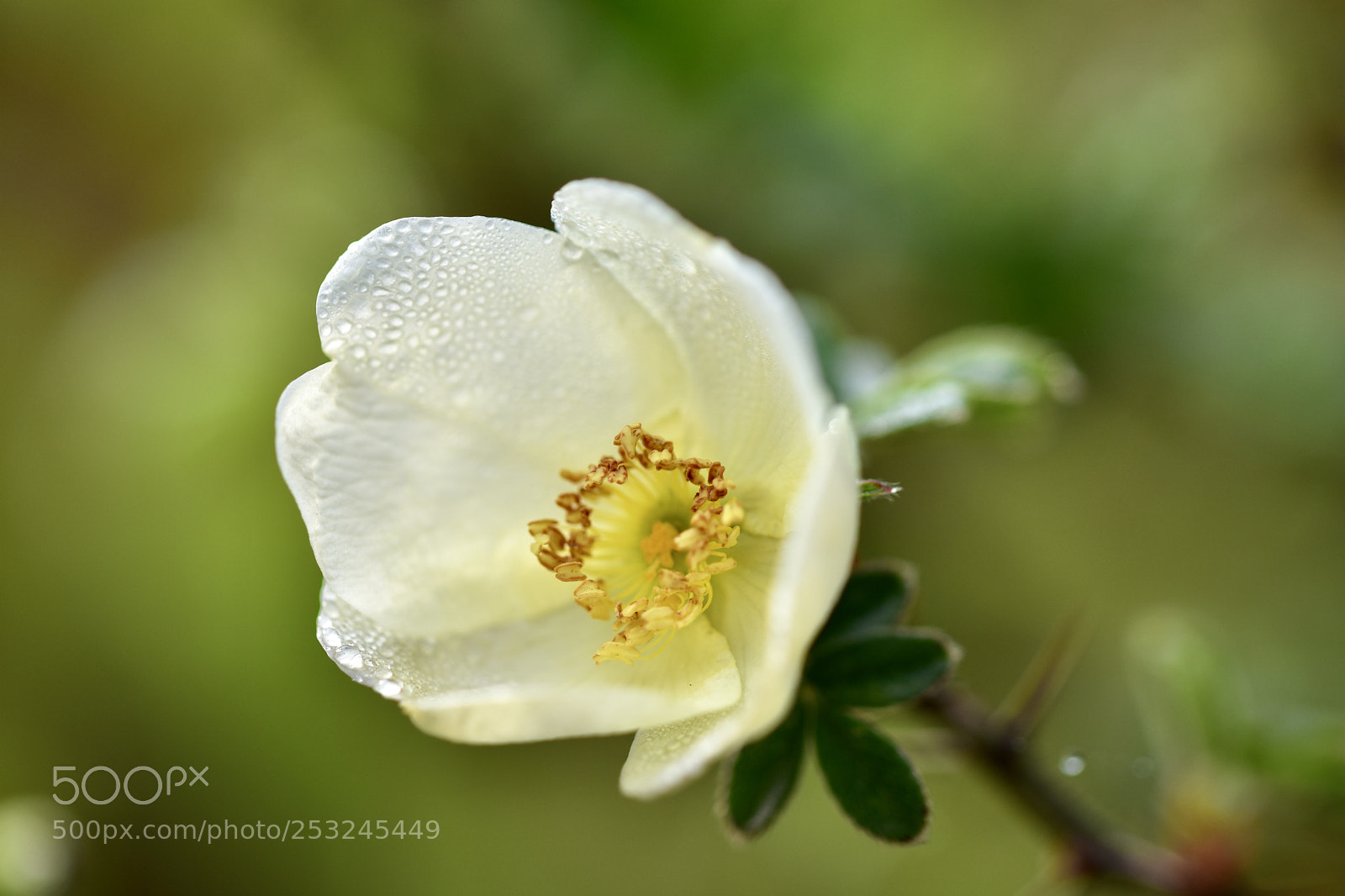 Nikon D7200 sample photo. Flower photography