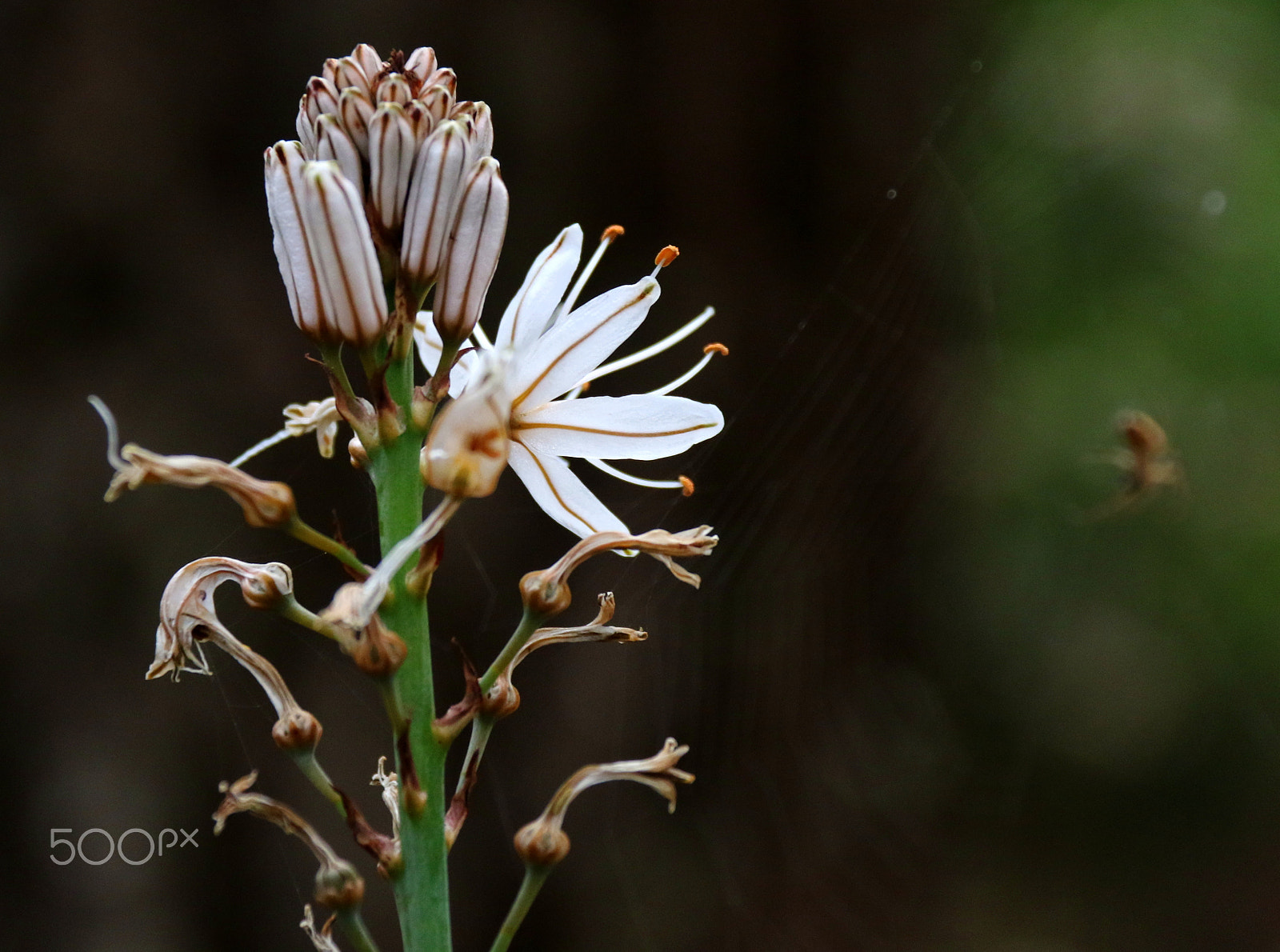 Canon EF-S 18-200mm F3.5-5.6 IS sample photo. Wild photography