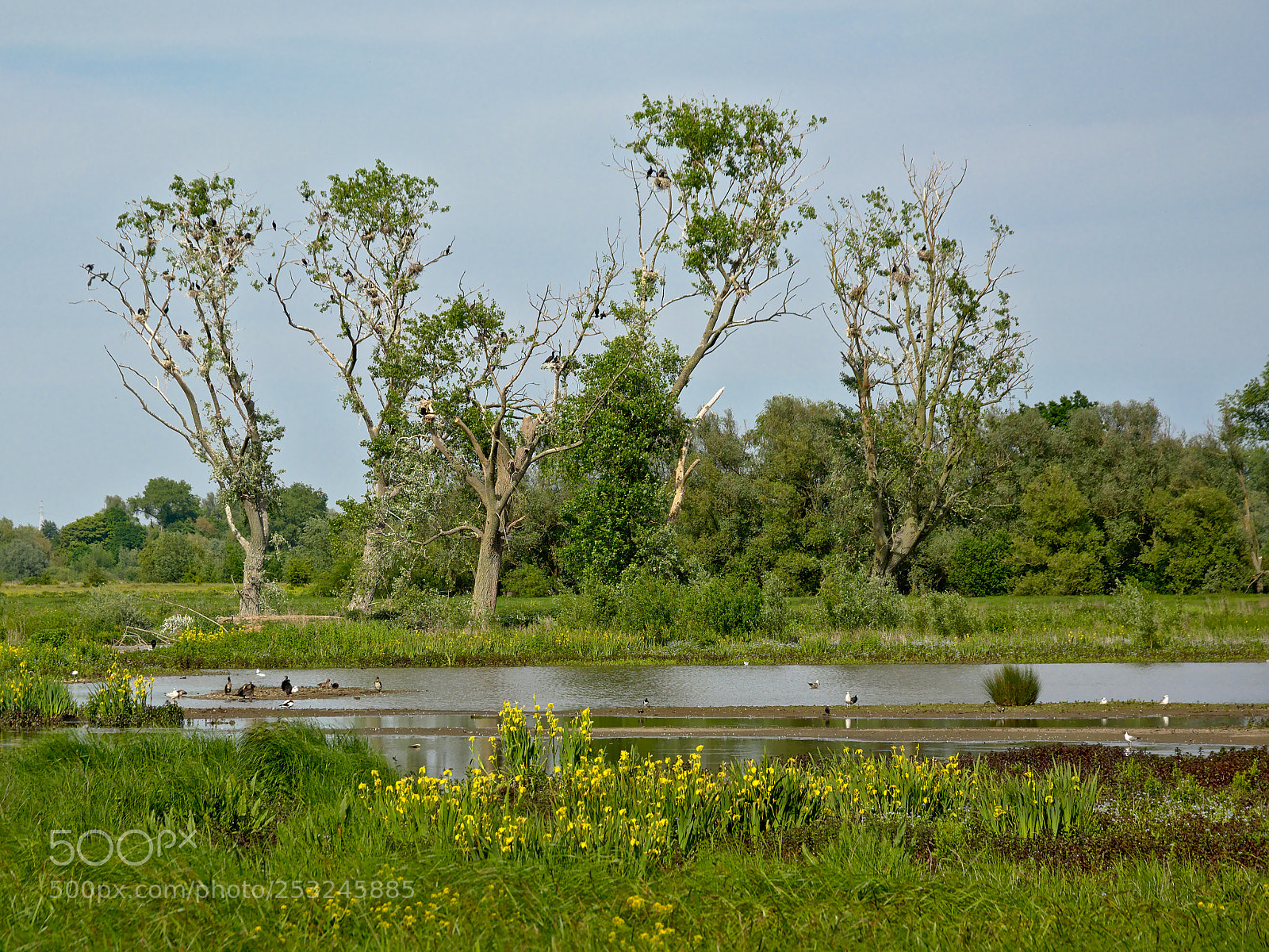 Nikon D5200 sample photo. Trees with cormorant nests photography