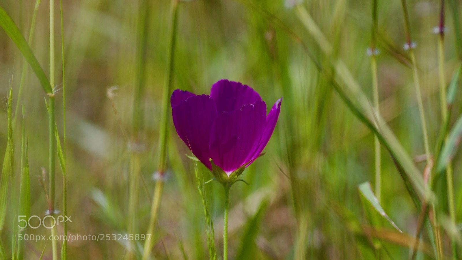 Canon EOS-1D X sample photo. Purple photography