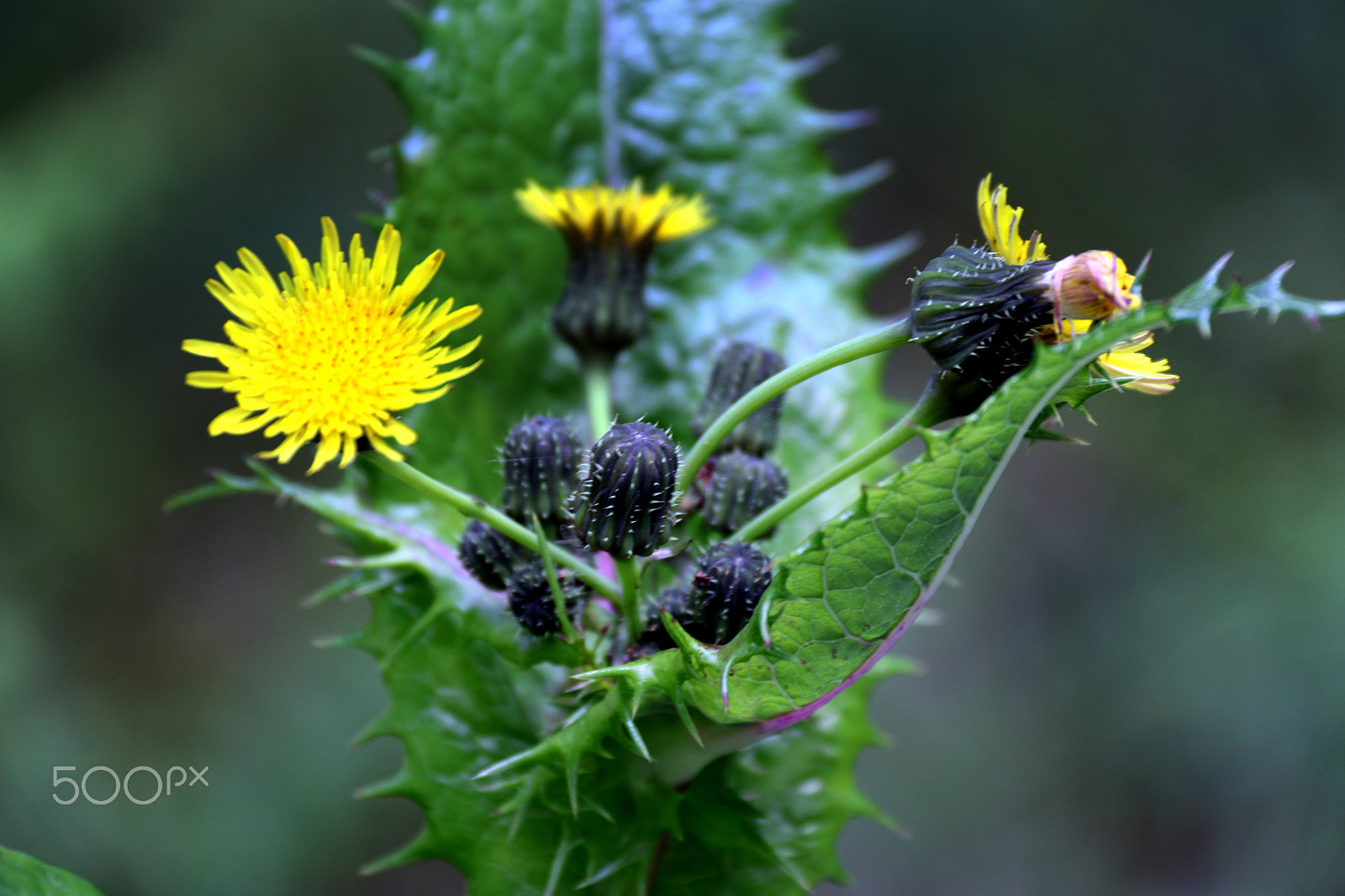Canon EF-S 18-200mm F3.5-5.6 IS sample photo. Wild colors photography