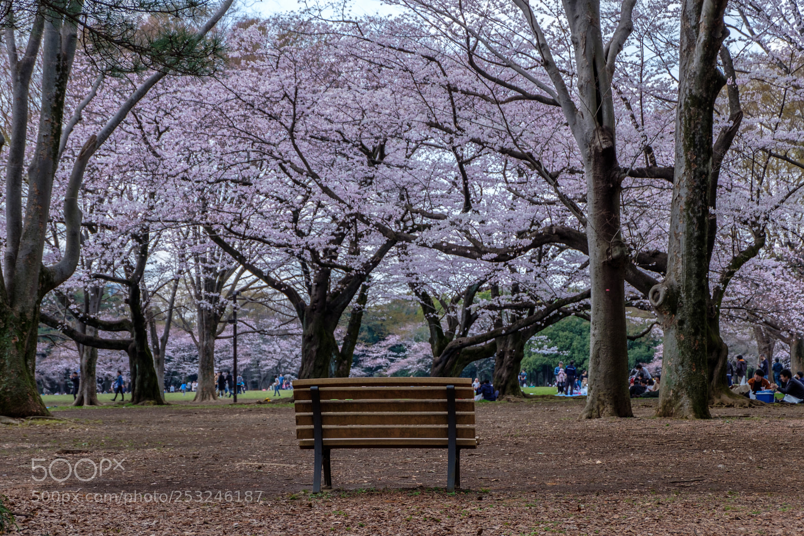 Fujifilm X-T20 sample photo. Cherry blossom bench in photography