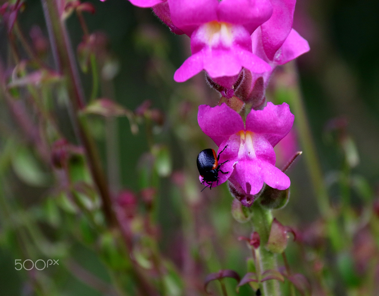 Canon EF-S 18-200mm F3.5-5.6 IS sample photo. Biolife photography