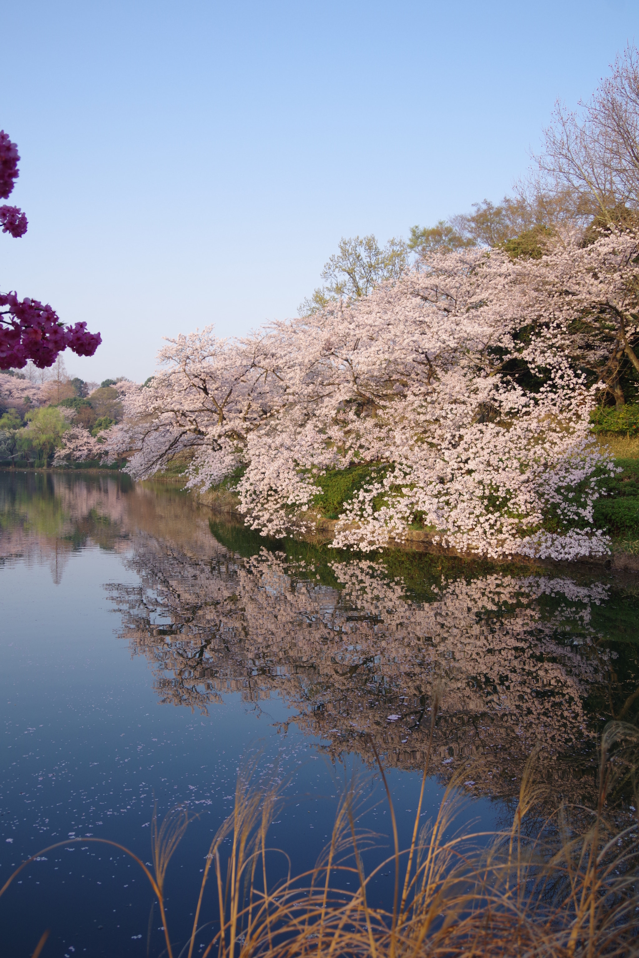 Pentax K-S2 sample photo. Reflection (sakura 2018 #19) photography
