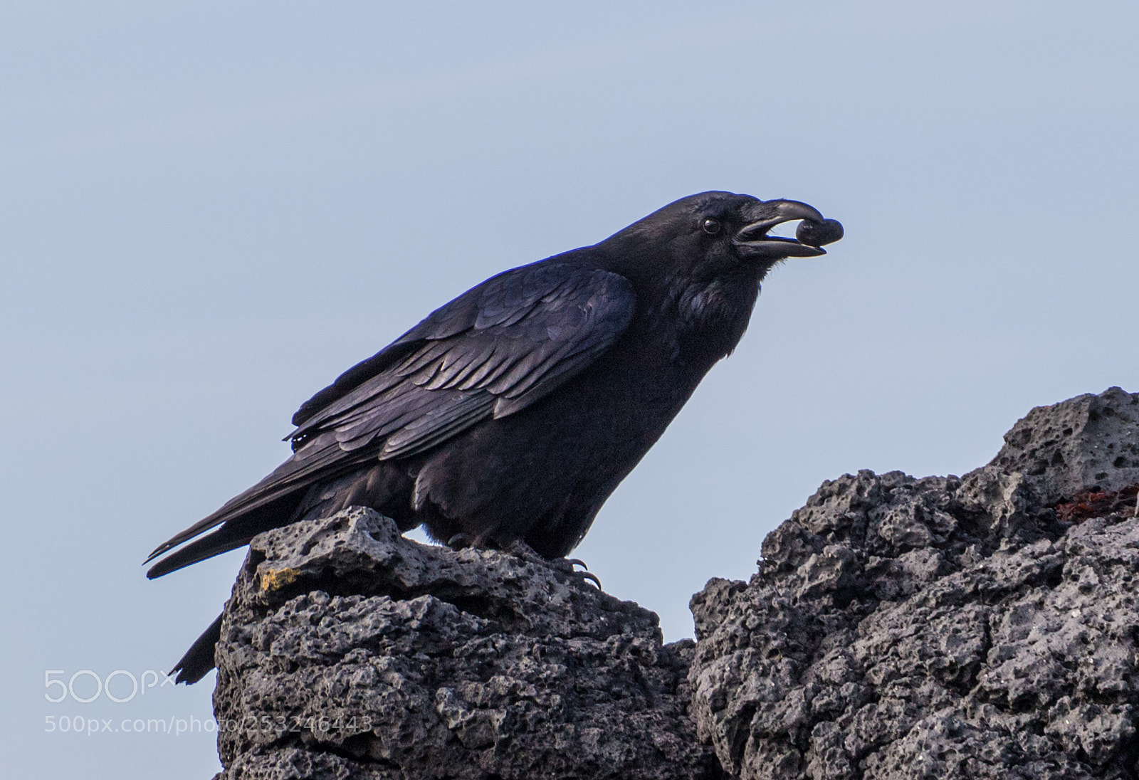 Canon EOS 7D Mark II sample photo. Corvus corax photography
