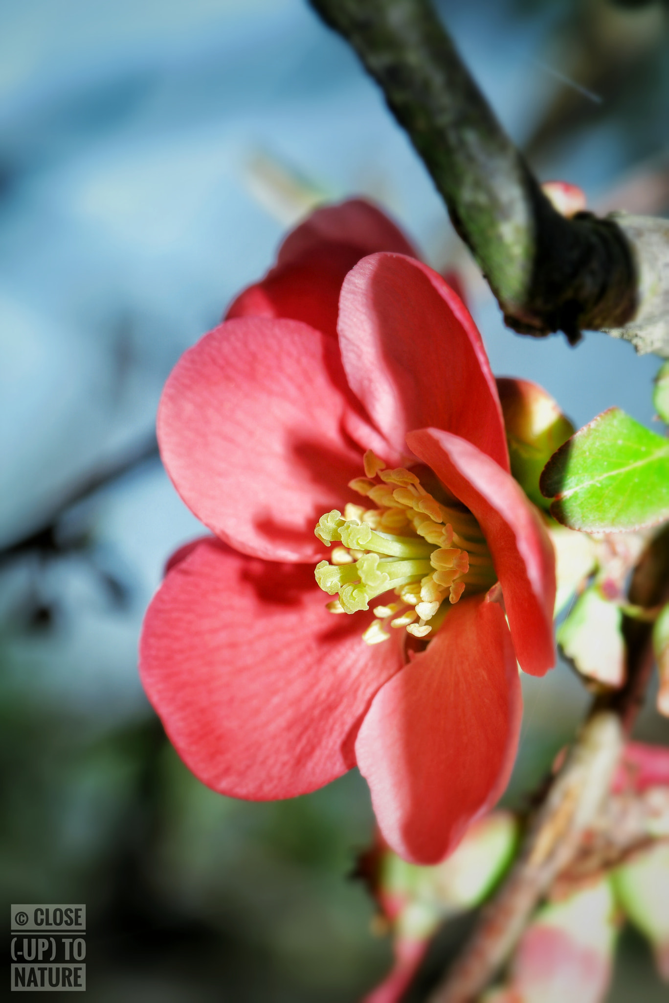 Samsung NX500 sample photo. Chaenomeles japonica photography