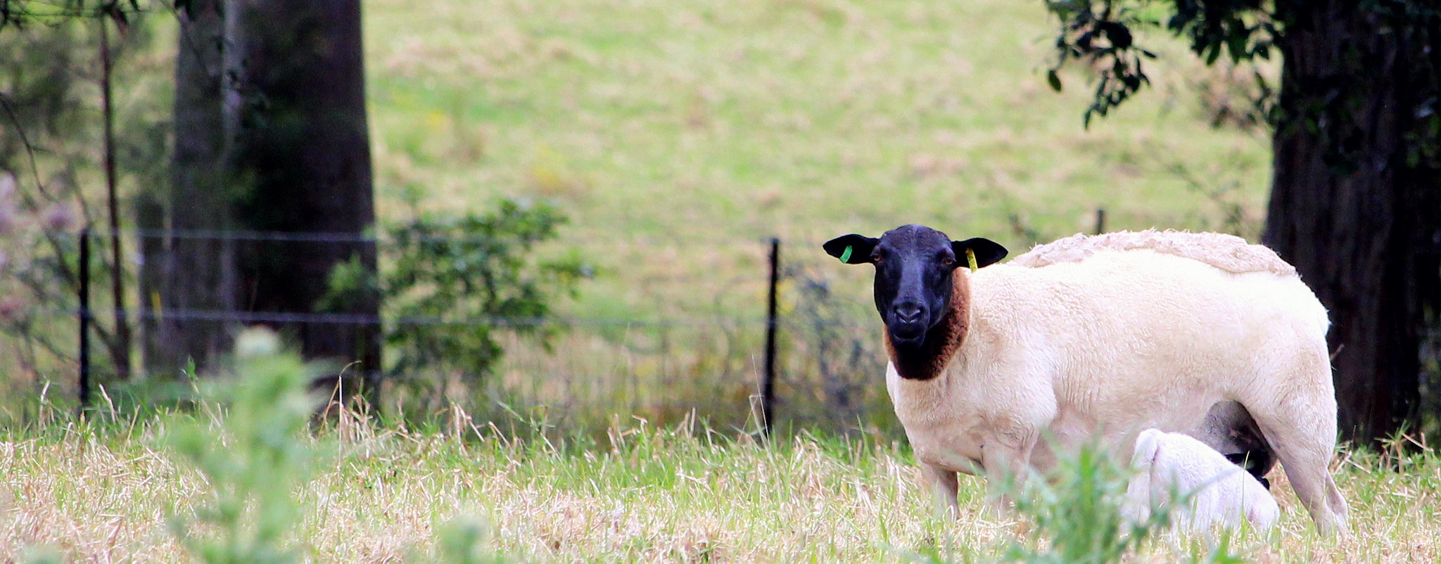 Canon EF-S 55-250mm F4-5.6 IS STM sample photo. My shoot photography
