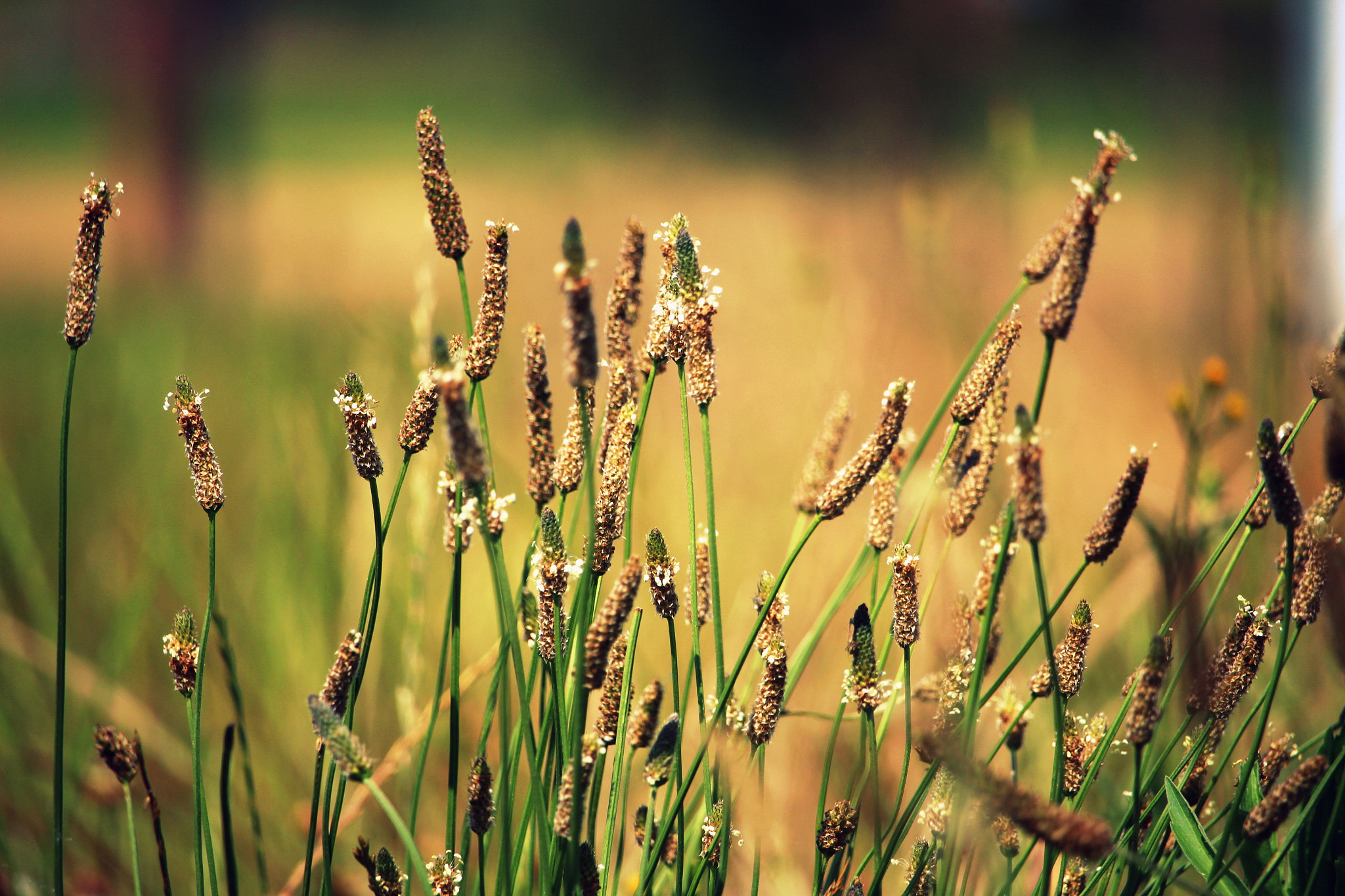 Canon EF-S 55-250mm F4-5.6 IS STM sample photo. My shoot photography