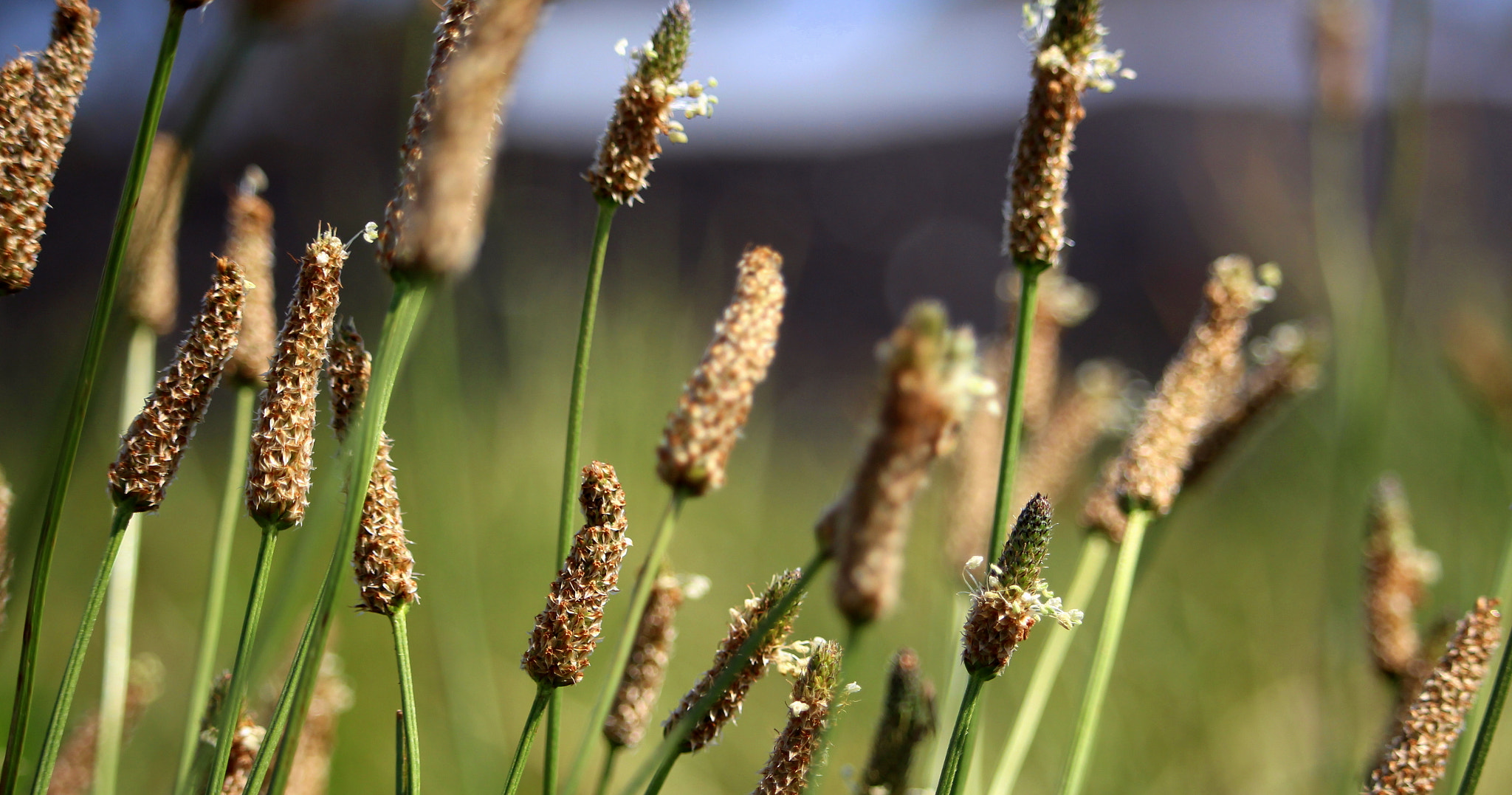 Canon EF-S 55-250mm F4-5.6 IS STM sample photo. My shoot photography