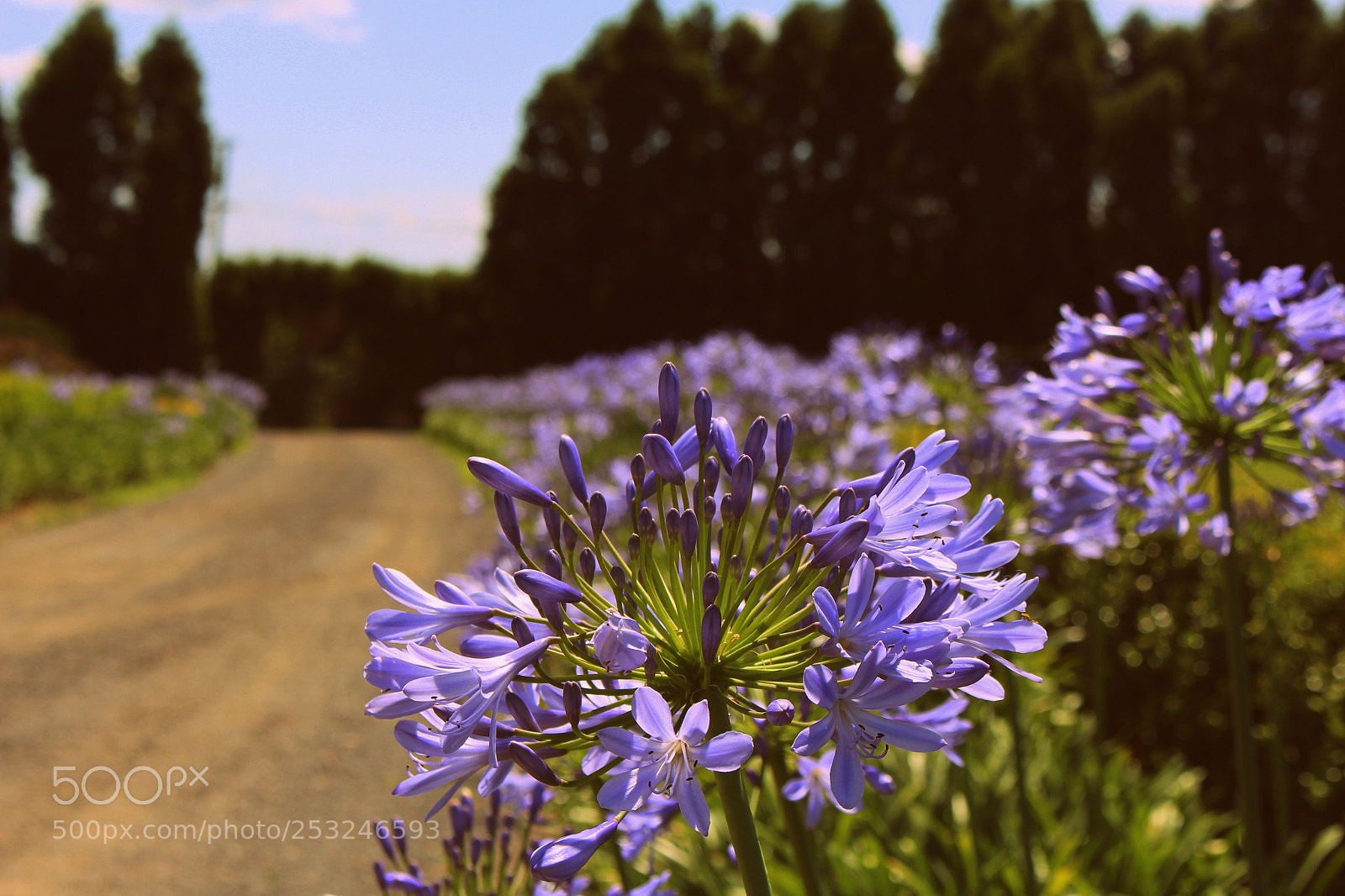 Canon EOS 700D (EOS Rebel T5i / EOS Kiss X7i) sample photo. My shoot photography