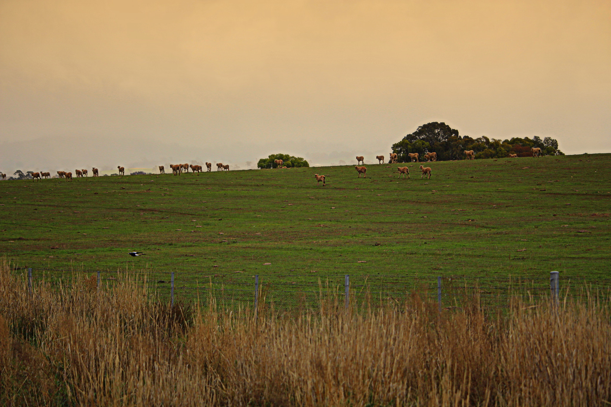 Canon EF-S 55-250mm F4-5.6 IS STM sample photo. My shoot photography