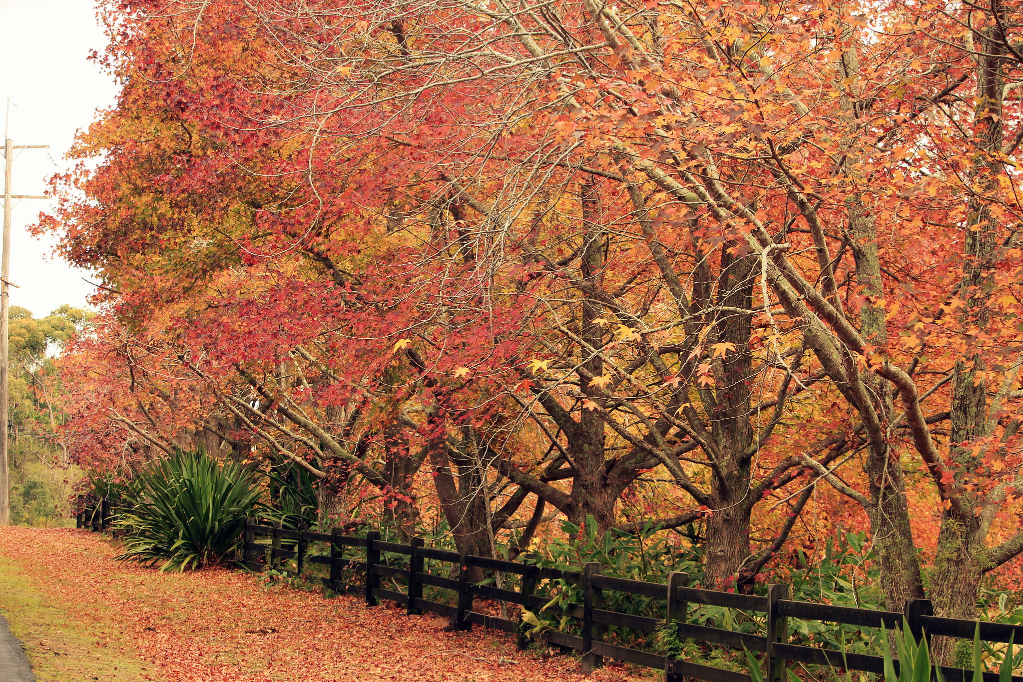 Canon EF-S 55-250mm F4-5.6 IS STM sample photo. My shoot photography