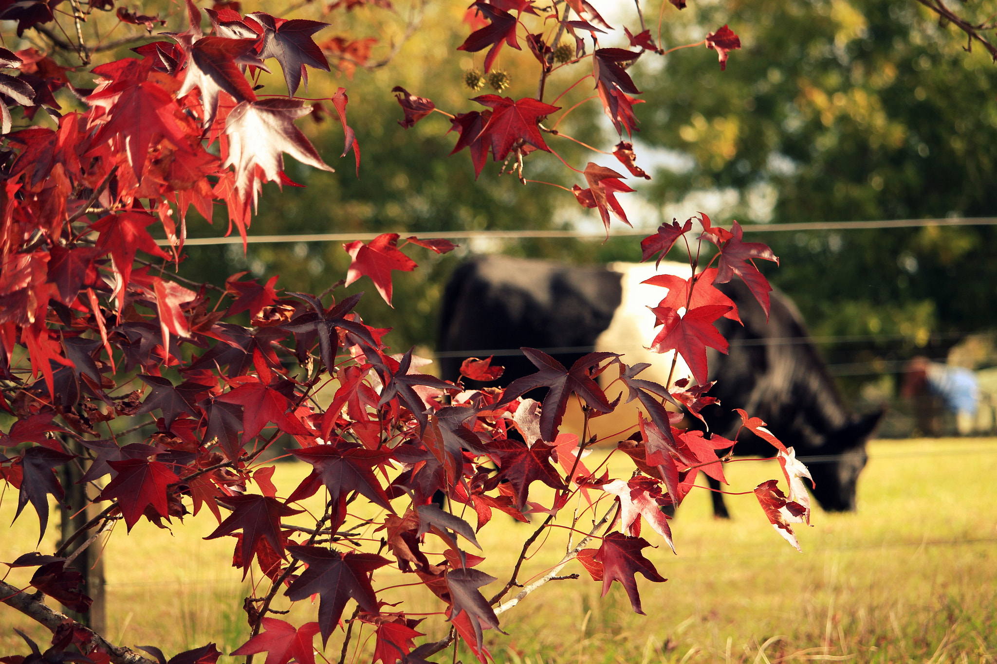 Canon EF-S 55-250mm F4-5.6 IS STM sample photo. My shoot photography