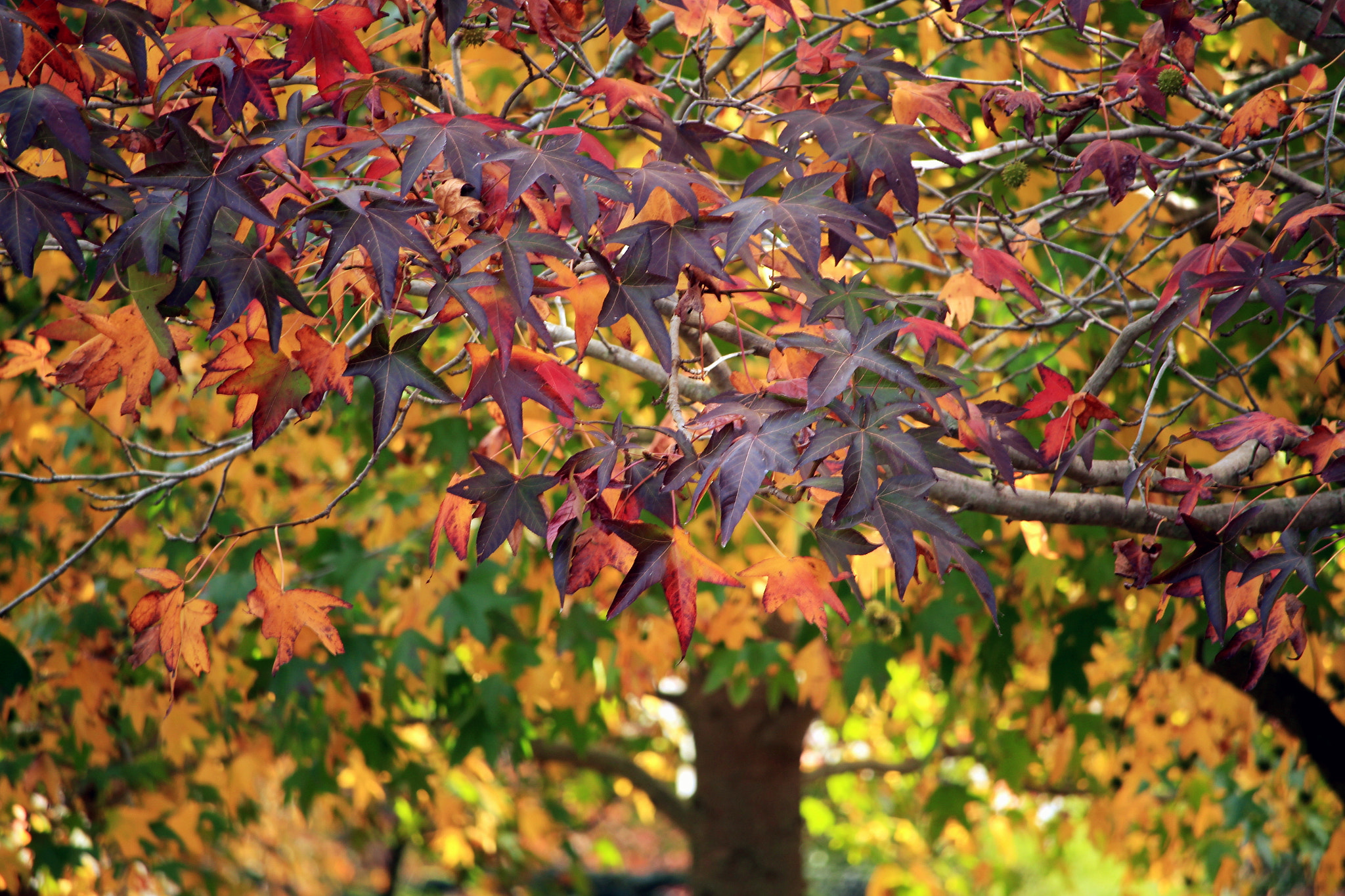 Canon EF-S 55-250mm F4-5.6 IS STM sample photo. My shoot photography
