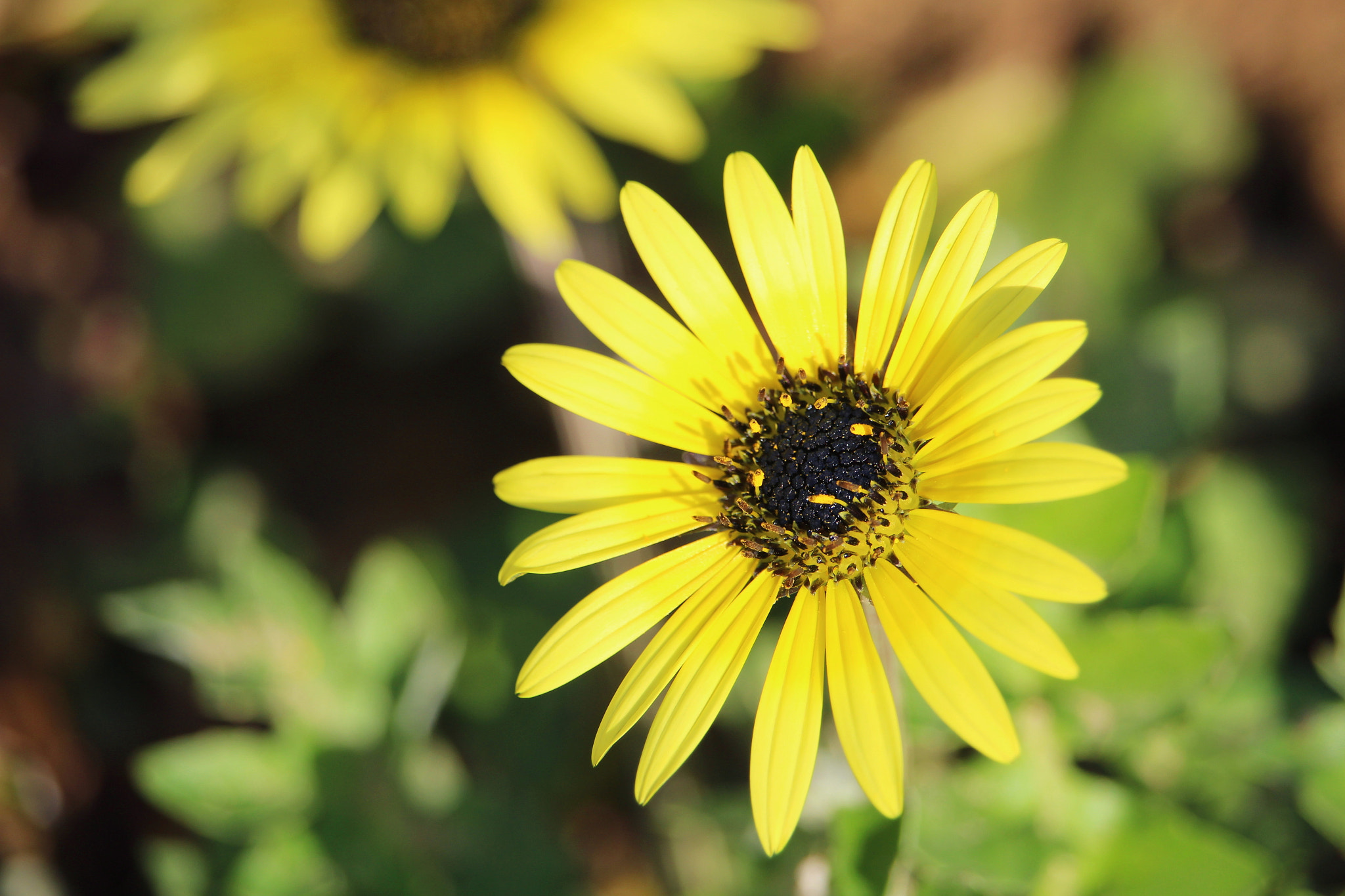 Canon EF-S 55-250mm F4-5.6 IS STM sample photo. My shoot photography