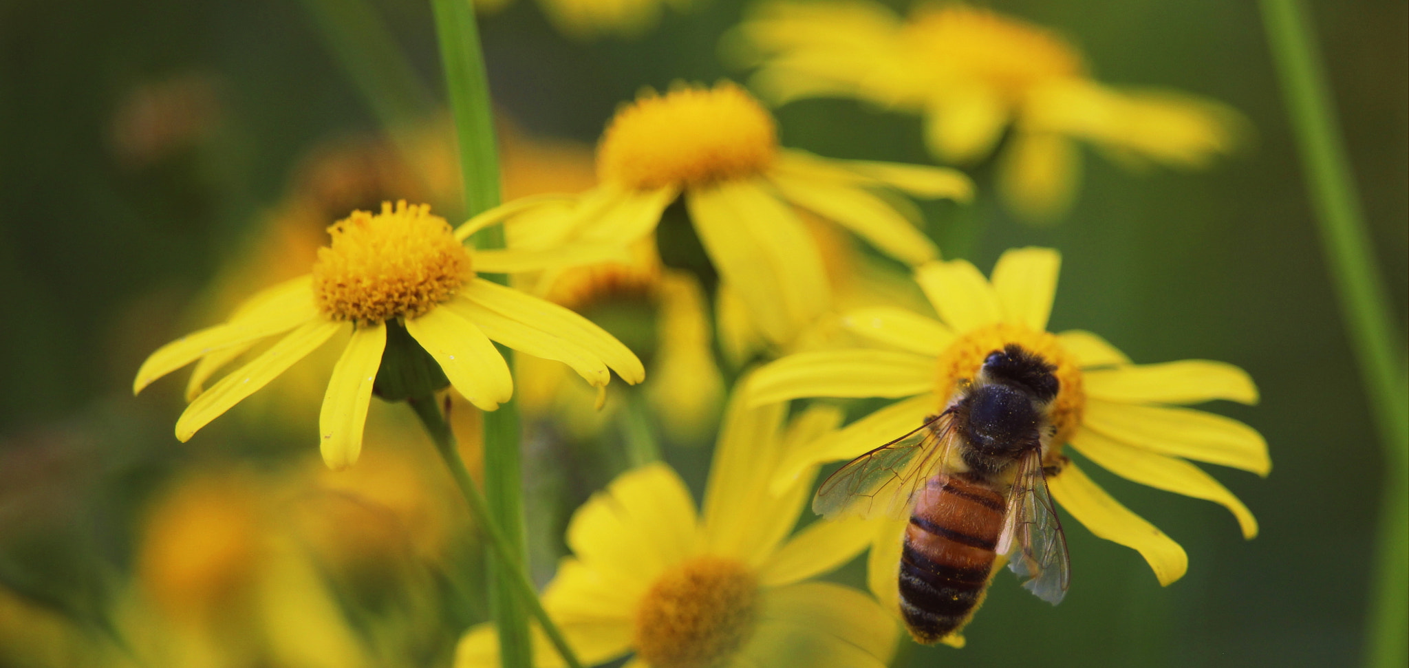 Canon EF-S 55-250mm F4-5.6 IS STM sample photo. My shoot photography