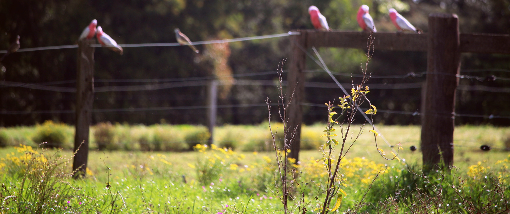 Canon EF-S 55-250mm F4-5.6 IS STM sample photo. My shoot photography