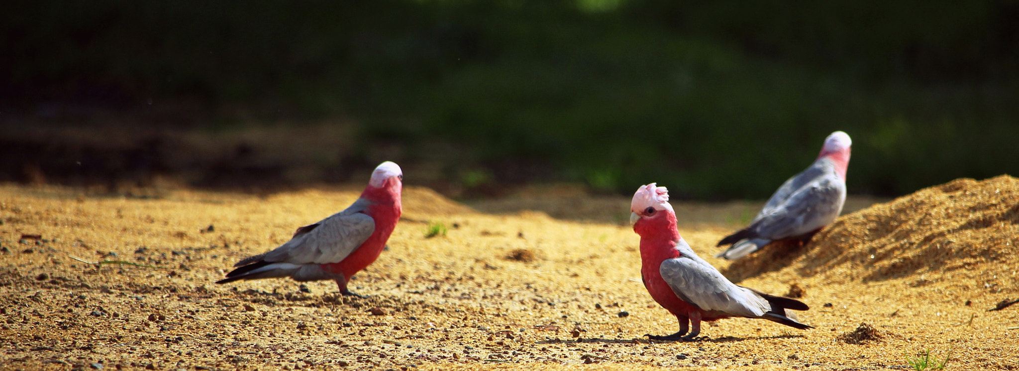 Canon EF-S 55-250mm F4-5.6 IS STM sample photo. My shoot photography