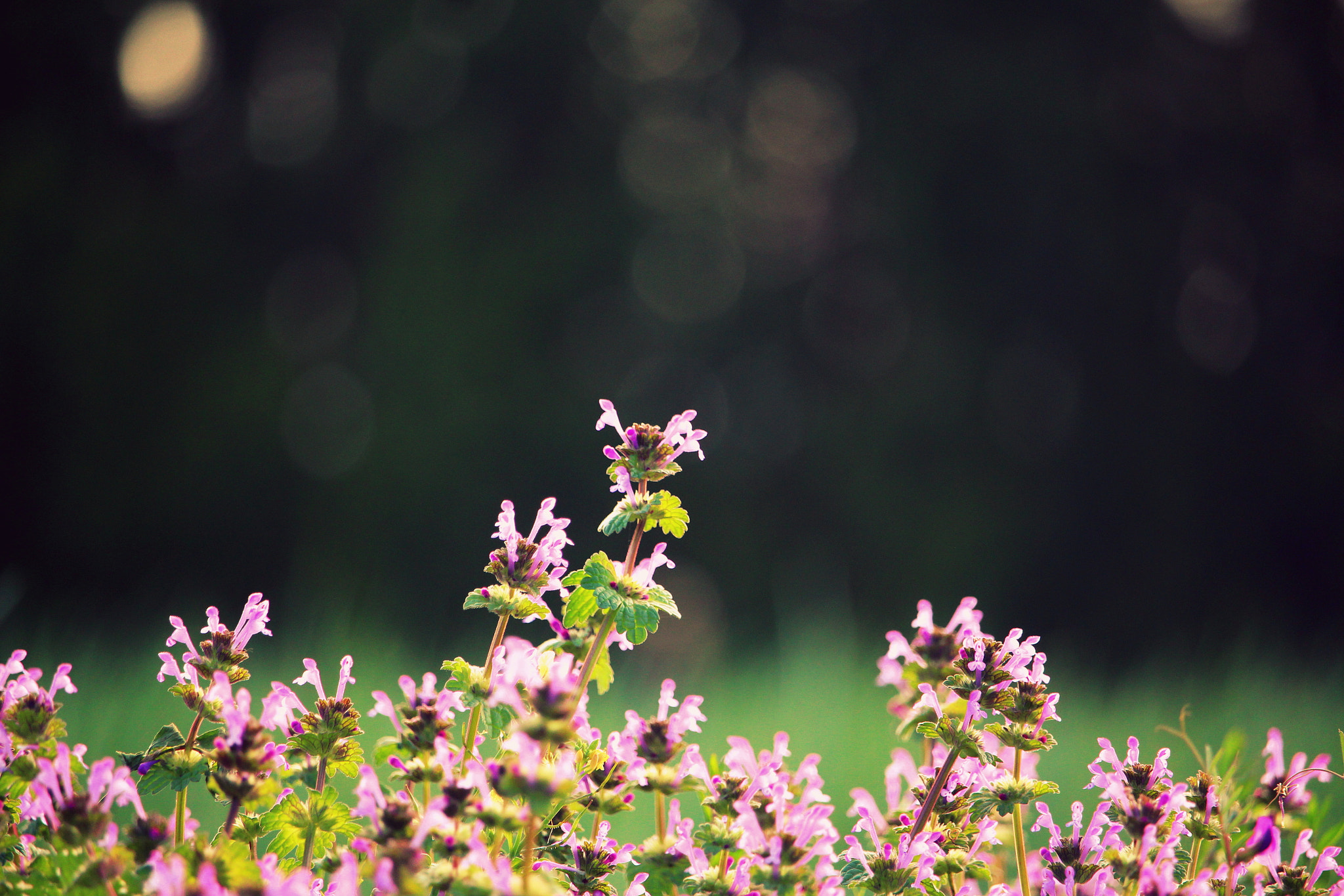 Canon EF-S 55-250mm F4-5.6 IS STM sample photo. My shoot photography
