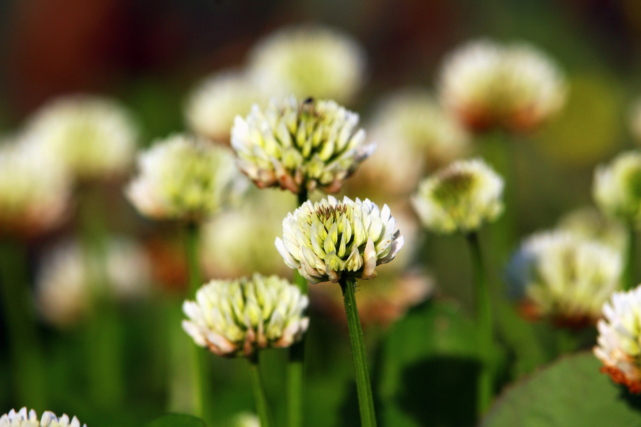 Canon EF-S 55-250mm F4-5.6 IS STM sample photo. My shoot photography