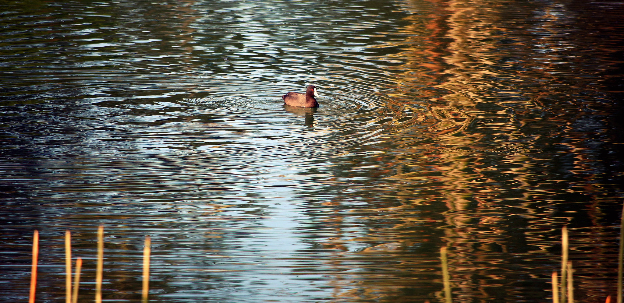 Canon EF-S 55-250mm F4-5.6 IS STM sample photo. My shoot photography