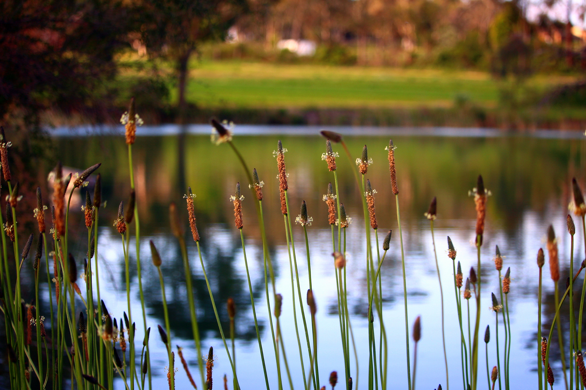 Canon EF-S 55-250mm F4-5.6 IS STM sample photo. My shoot photography