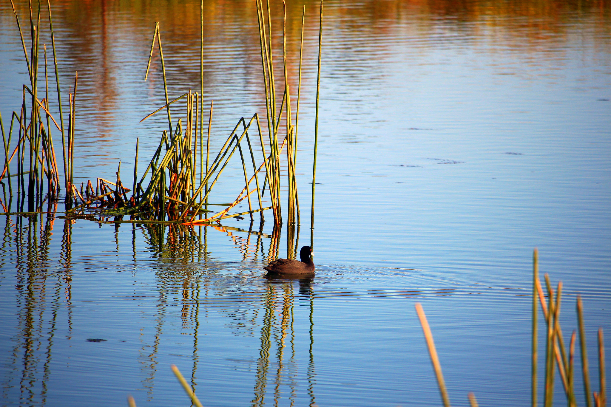 Canon EF-S 55-250mm F4-5.6 IS STM sample photo. My shoot photography