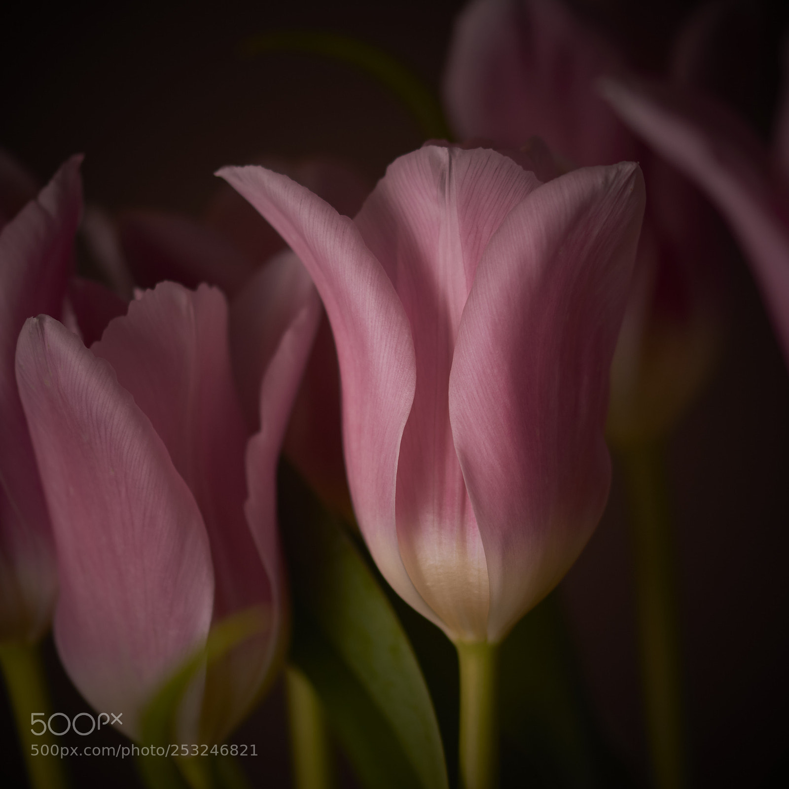 Nikon D7200 sample photo. Tulip photography