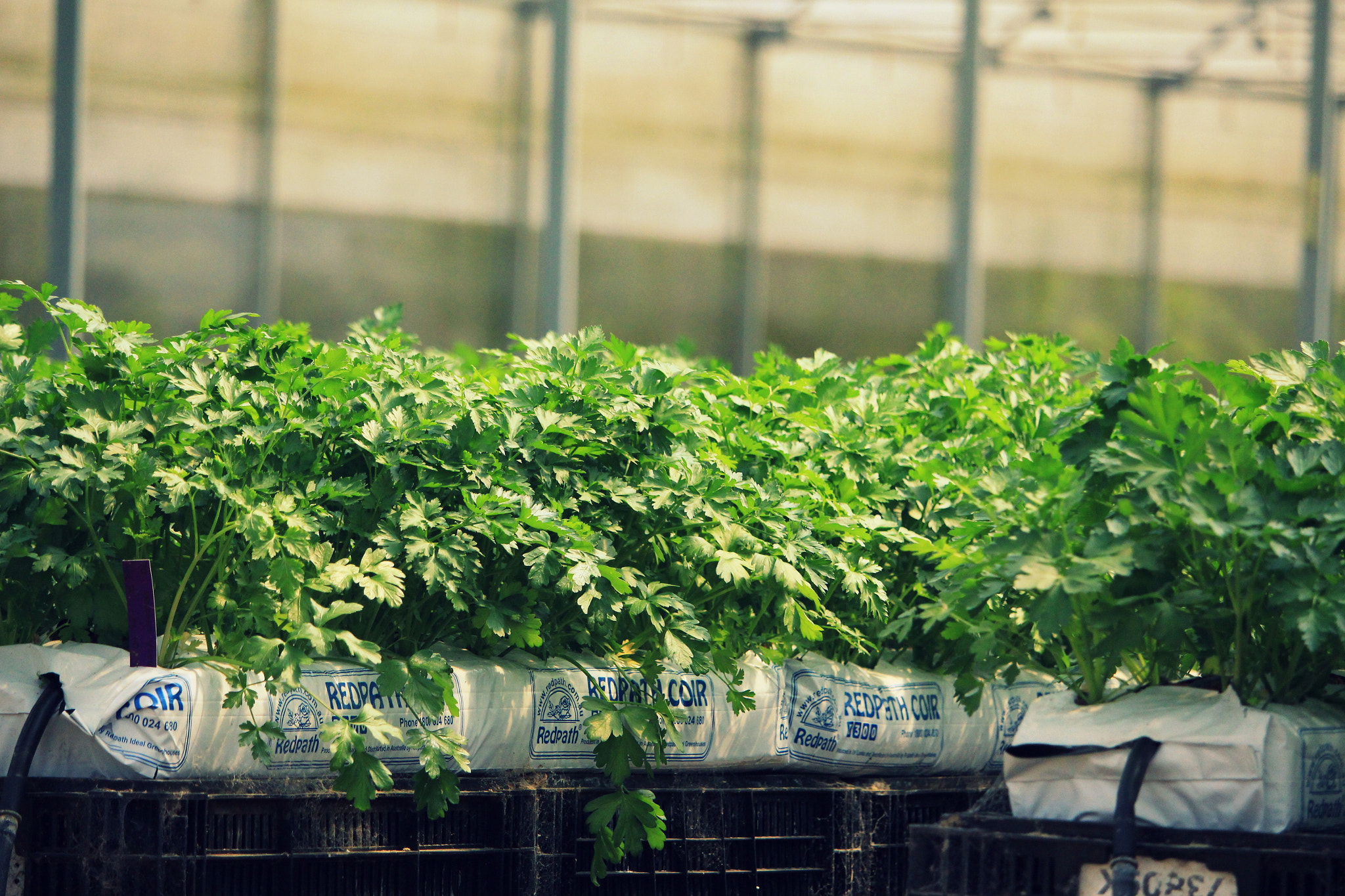 Canon EF-S 55-250mm F4-5.6 IS STM sample photo. My shoot photography