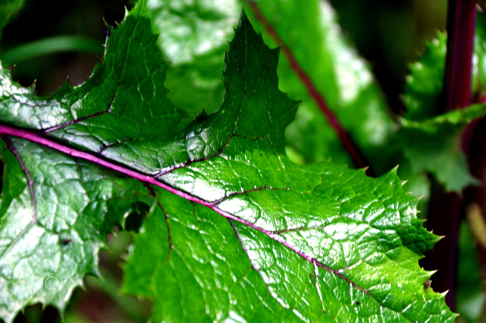Canon EF-S 18-200mm F3.5-5.6 IS sample photo. Leaf photography