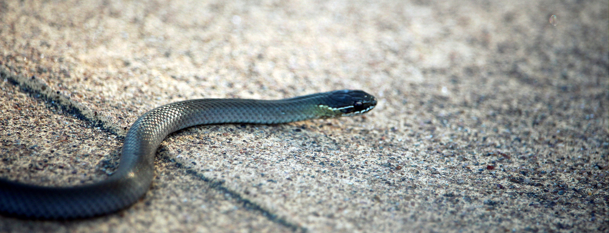 Canon EF-S 55-250mm F4-5.6 IS STM sample photo. My shoot photography