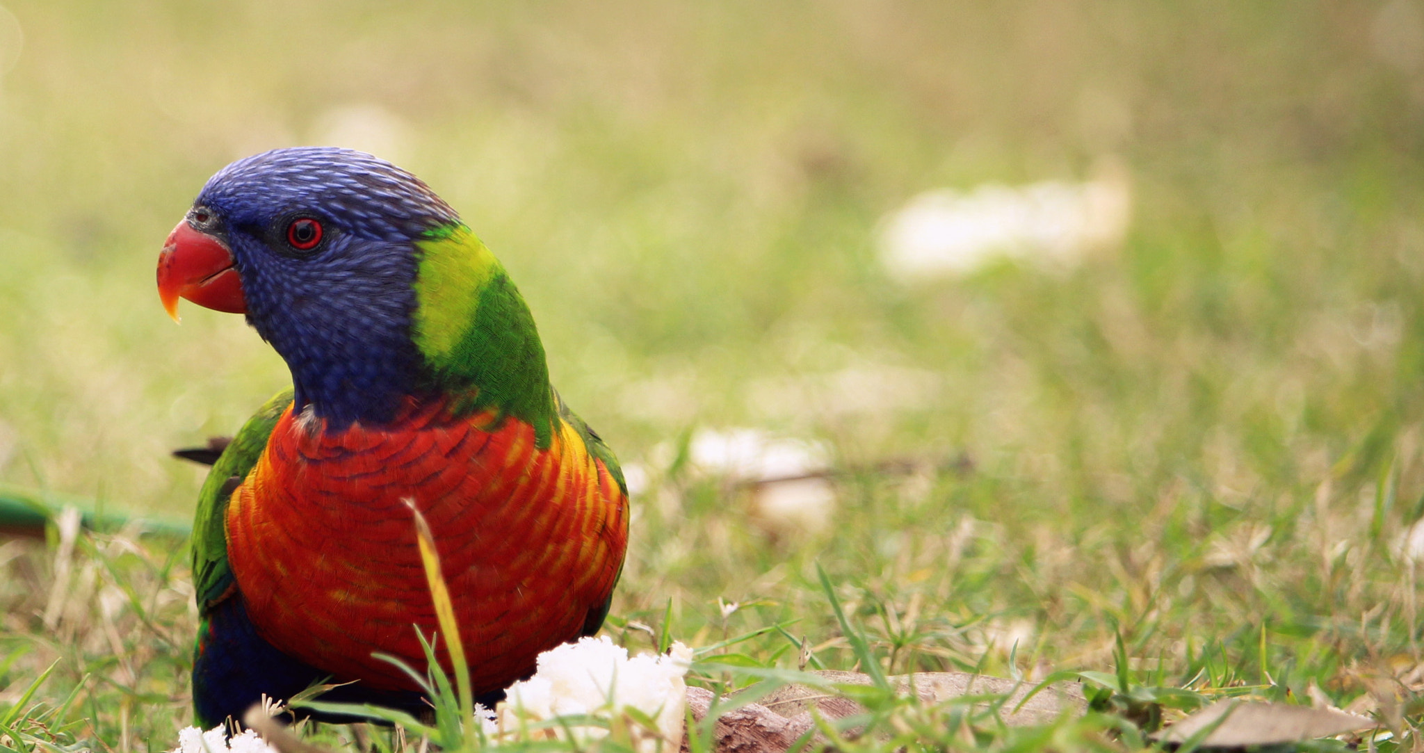 Canon EF-S 55-250mm F4-5.6 IS STM sample photo. My shoot photography