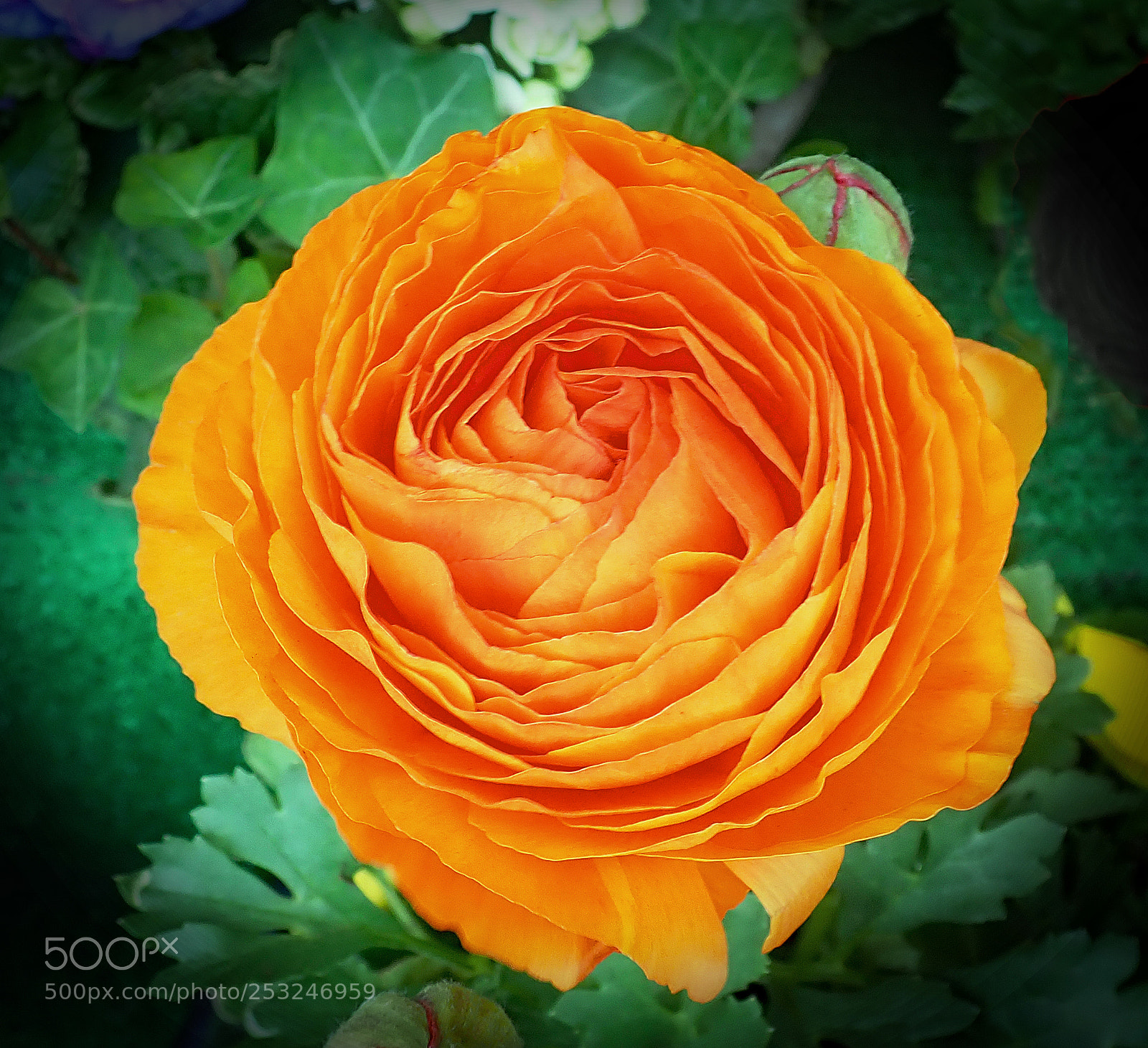 Olympus TG-5 sample photo. Unfolding photography