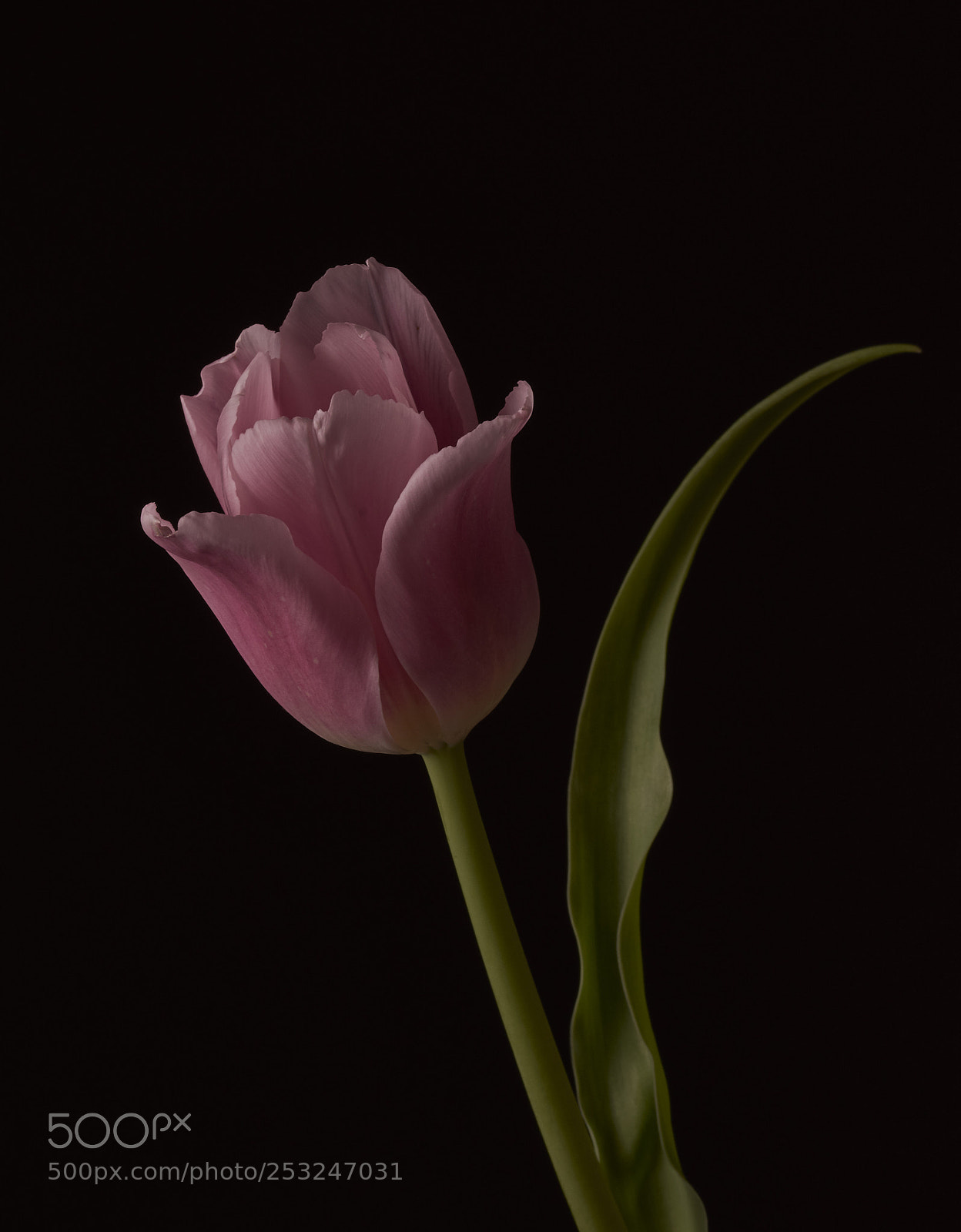 Nikon D7200 sample photo. Tulip photography