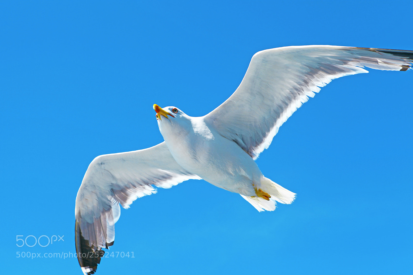 Canon EOS 5D Mark II sample photo. Fly high photography